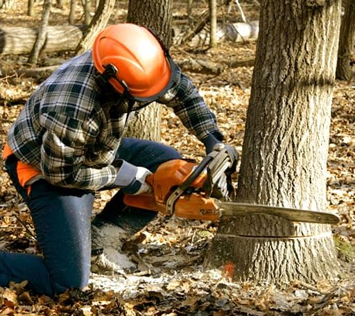 Tree Removal in Westfield, VT